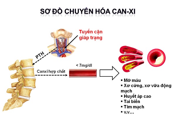 Quá trình hấp thu Canxi trong cơ thể